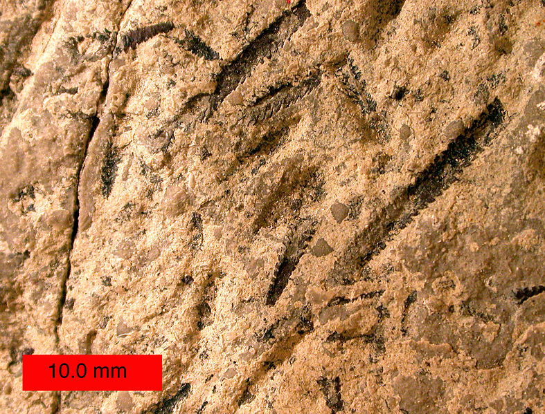 Fossiles de graptolites