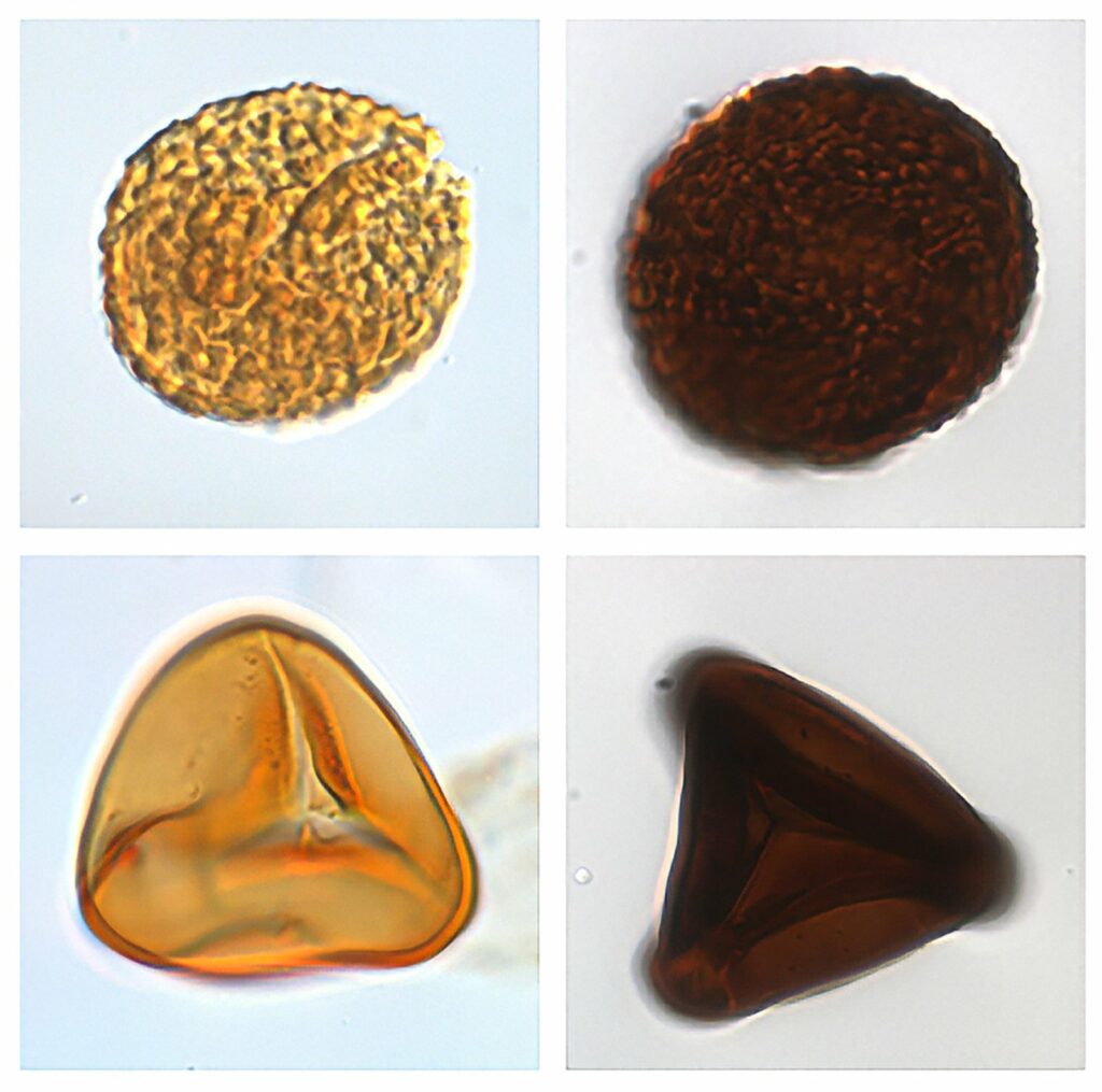 Spores et pollens